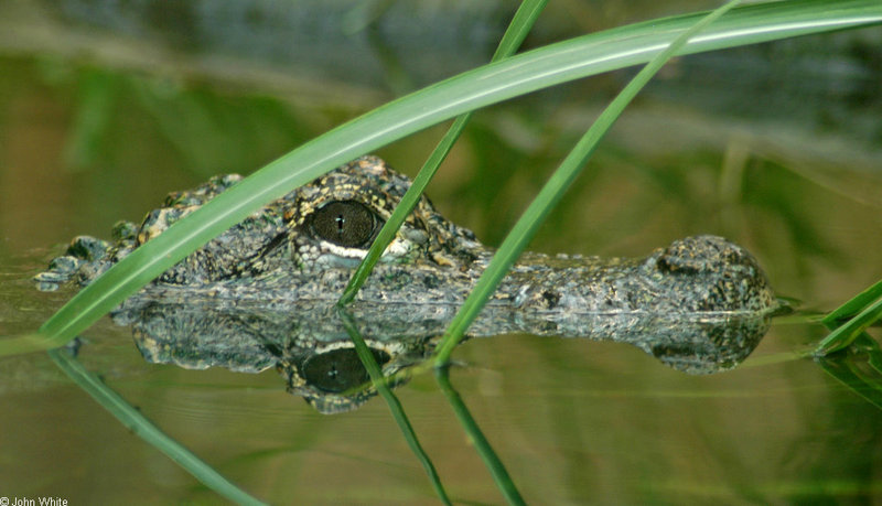 Chinese Alligator (Alligator sinensis).jpg