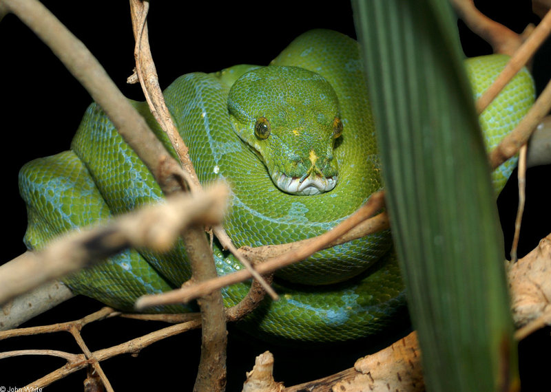 Green Tree Python (Morelia viridis)8989.jpg