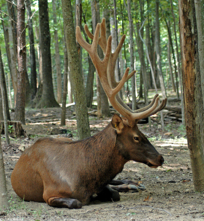 Elk (Cervus elaphus).jpg