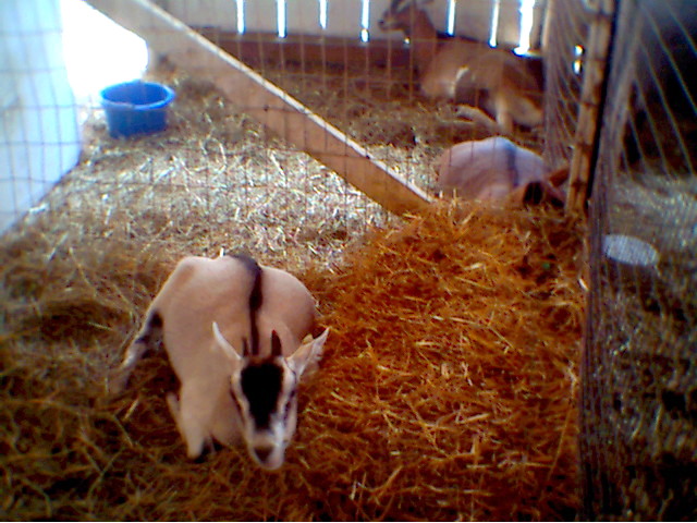Goats photo 5.jpg