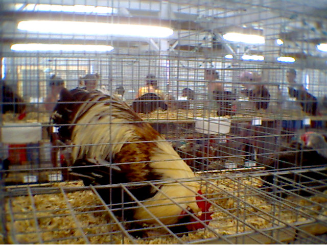 Rooster photo 3.jpg