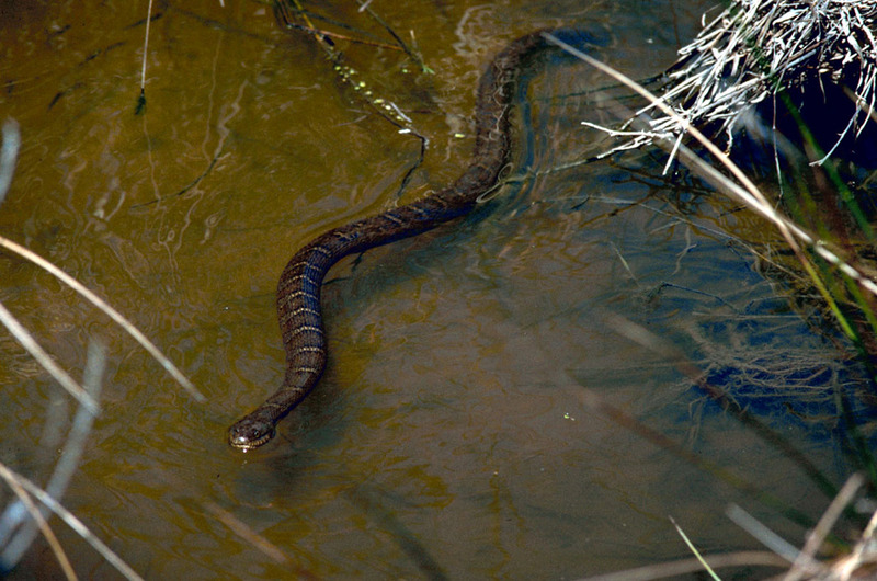 Northern Water Snake.jpg
