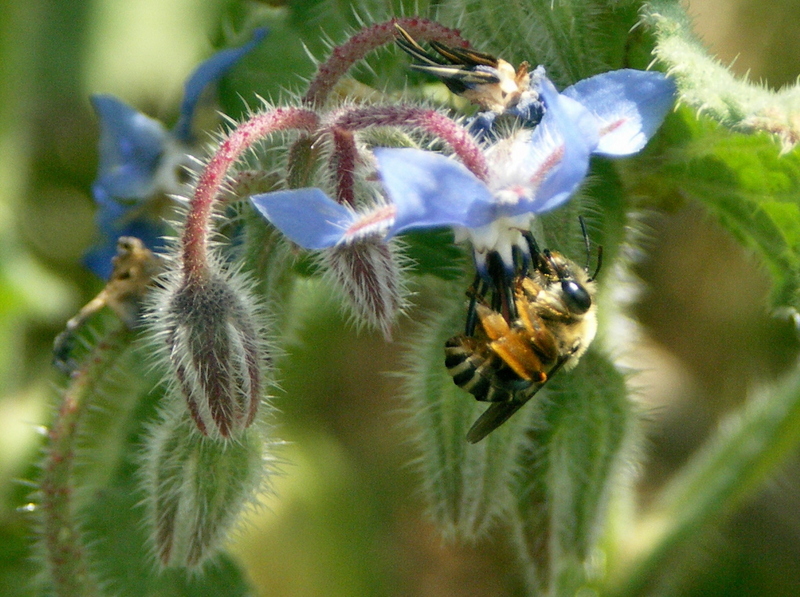 Abeja.JPG