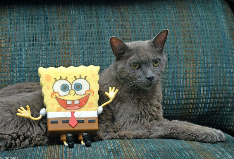 Bob and the cat.jpg