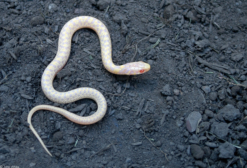 Albino Eastern Garter Snake (Thamnophis sirtalis sirtalis)005.jpg