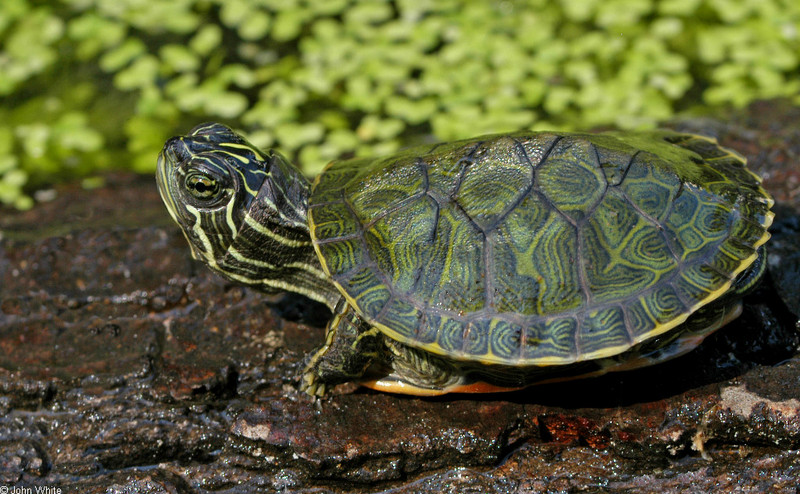 Northern Red-bellied Cooter (Pseudemys rubriventris).jpg