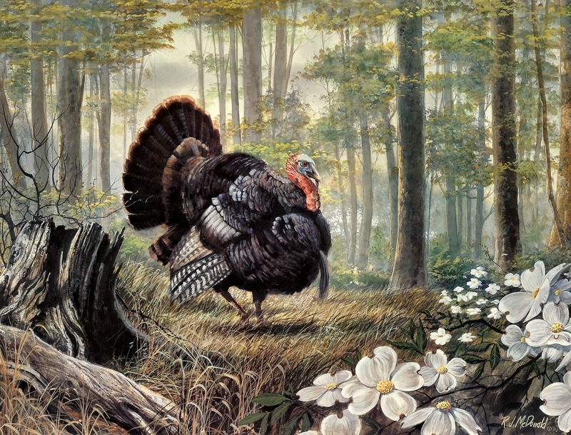 R.J Mcdonald - Phantom of the Hardwoods .jpg