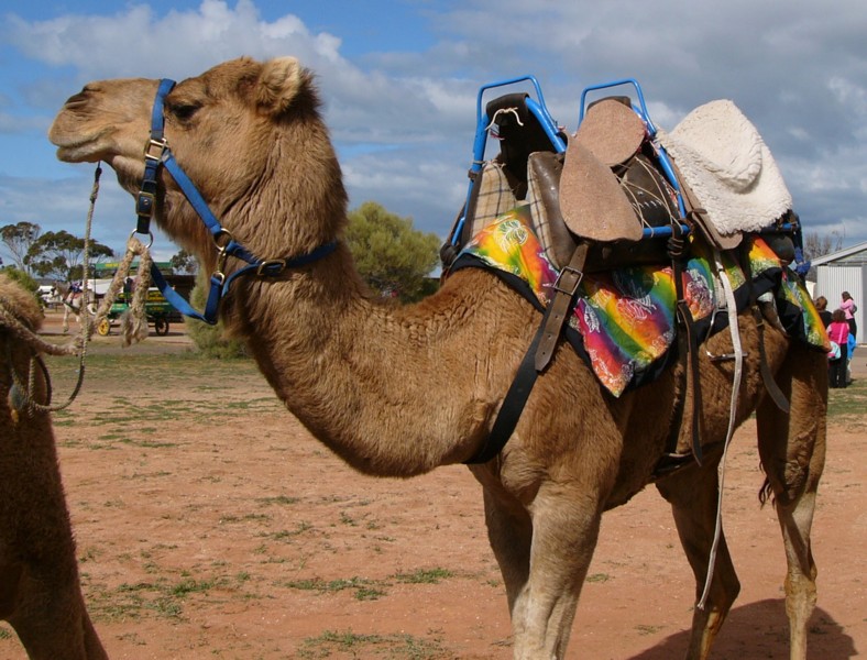 camel rides 2.jpg