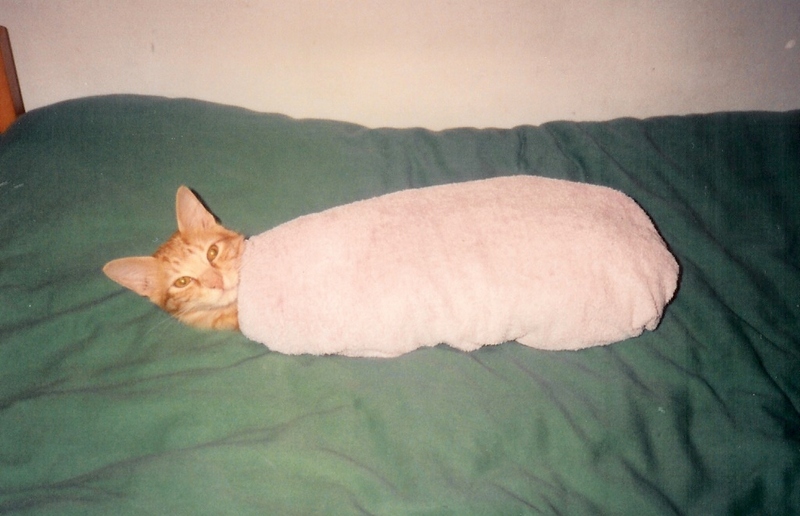 The mummy cat.jpg