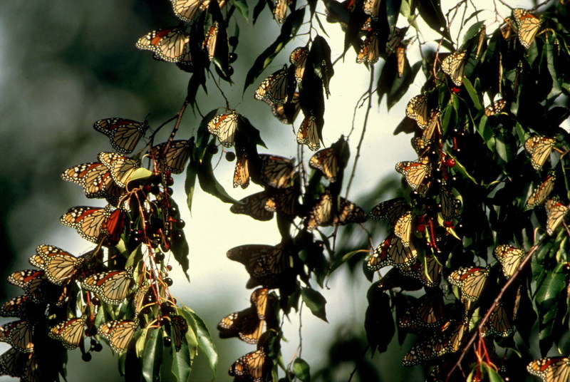 Monarch Butterflies.jpg