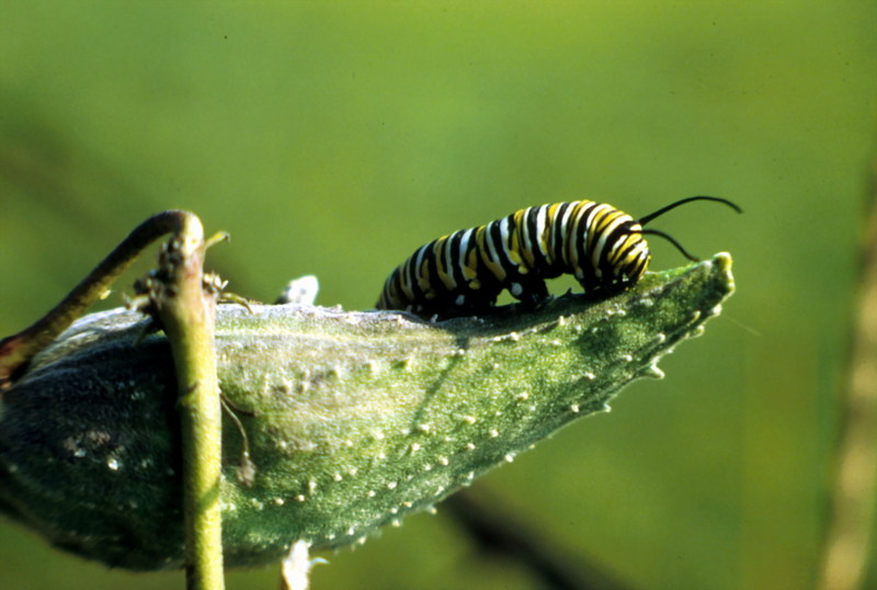 Monarch Butterfly Caterpillar.jpg