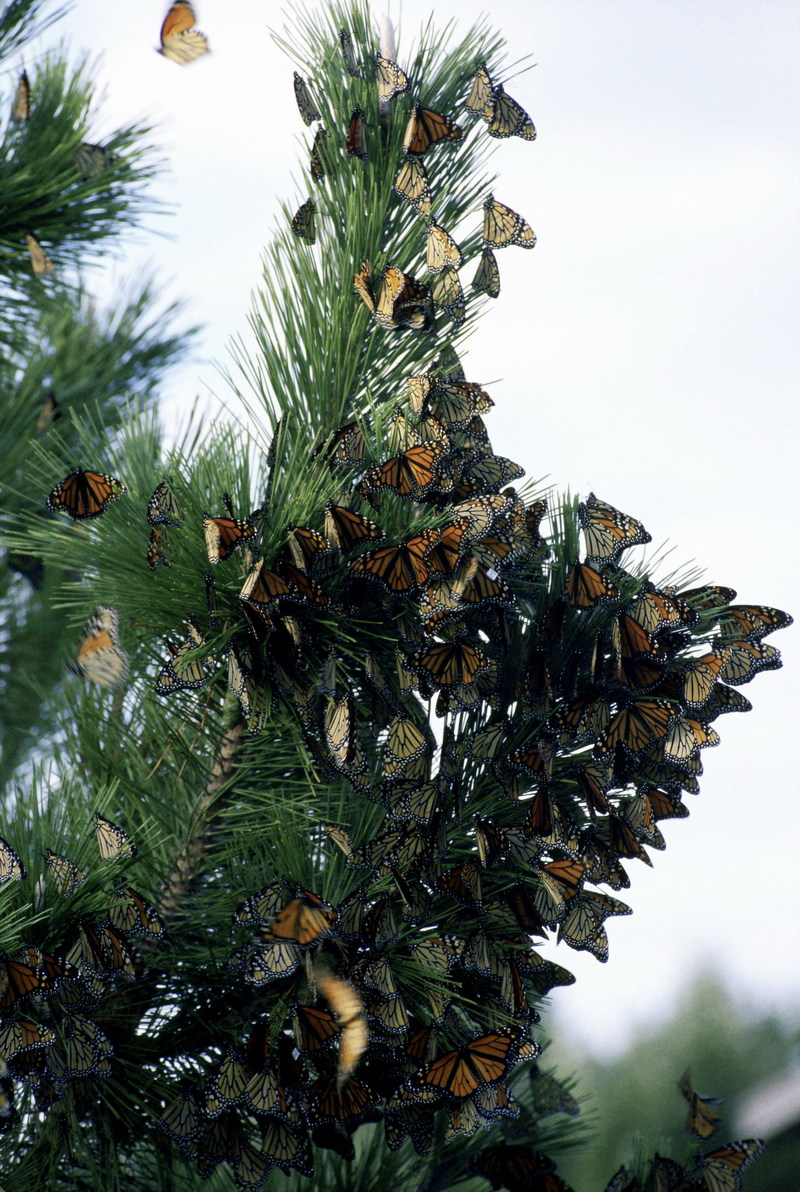 Monarch Migration.jpg