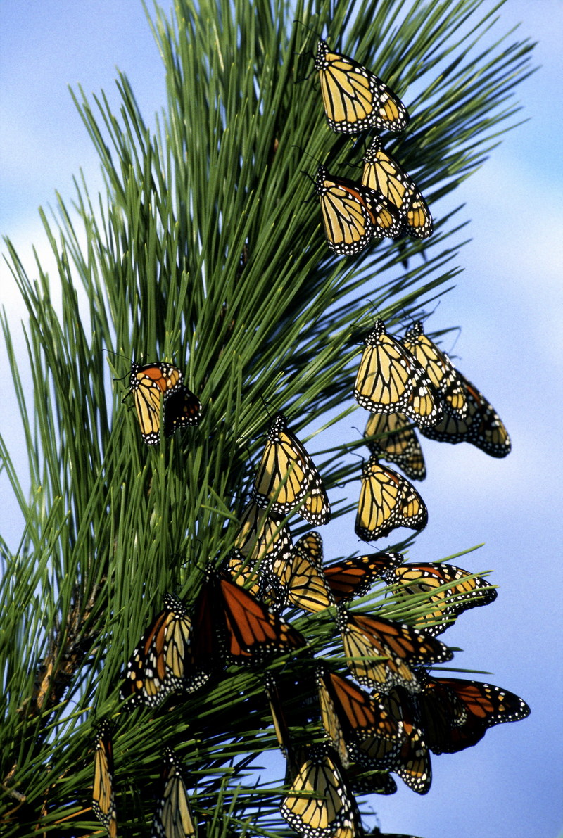 Monarch Migration.jpg