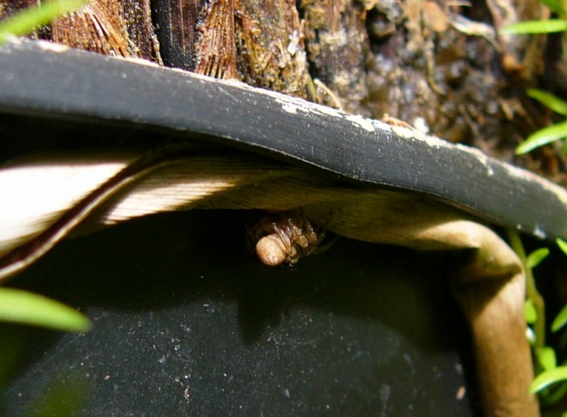 under the rim 1.jpg