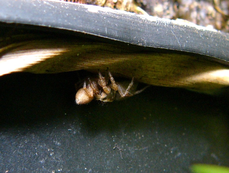 under the rim 2.jpg