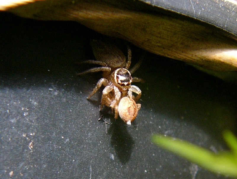 under the rim 4.jpg