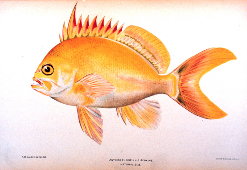fish3035.jpg