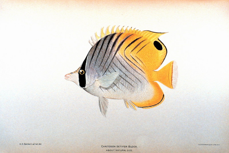 fish3067.jpg