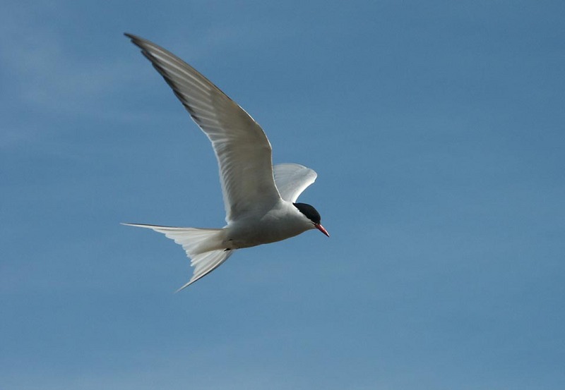 Arctic Tern in Flight Overhead.jpg