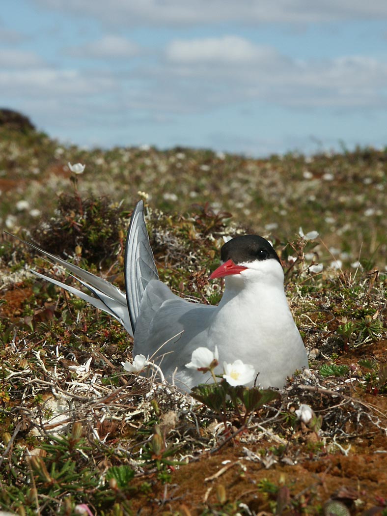 Arctic Tern on Nest.jpg