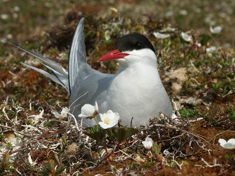 Arctic Tern on Nest.jpg