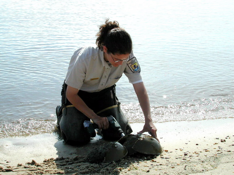 Biologist Sheila Eyler tag a female horseshoe crab on Bowers Beach, Delaware.jpg