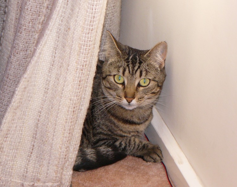 lily hiding.jpg