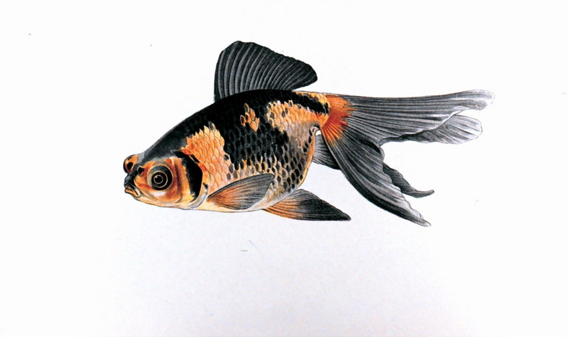 fish3171.jpg