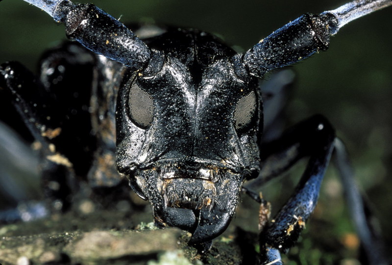 Asian Longhorn Beetle.jpg