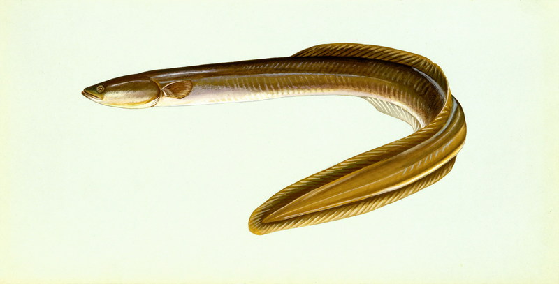American eel.jpg