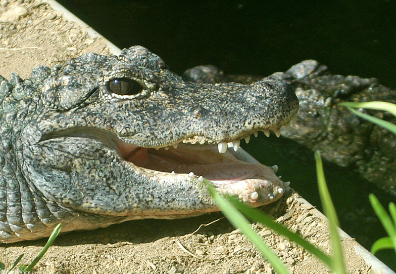 Chinese Alligator (Alligator sinensis).jpg