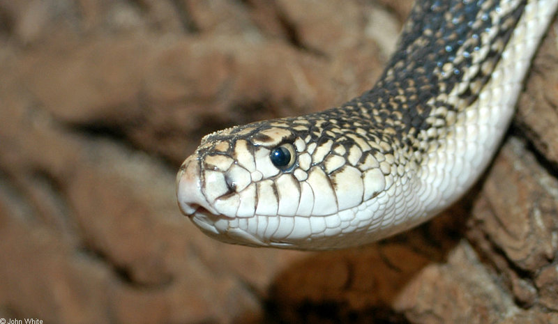 Northern Pine Snake (Pituophis melanoleucus).jpg