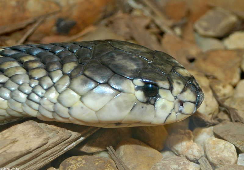 Snouted Cobra (Naja annulifera).jpg