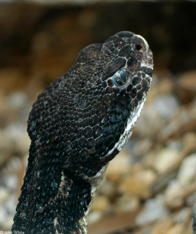 Timber Rattlesnake (Crotalus horridus).jpg