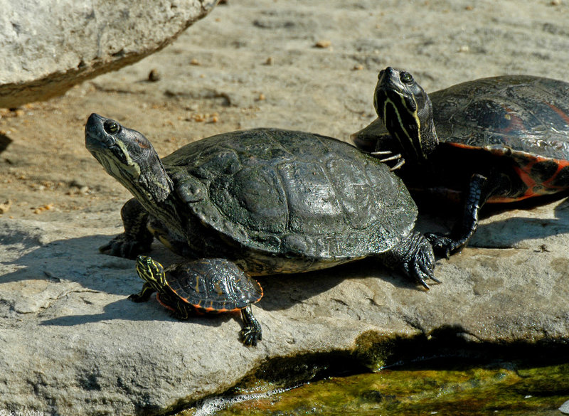 Turtles (Trachemys scripta spp.).jpg