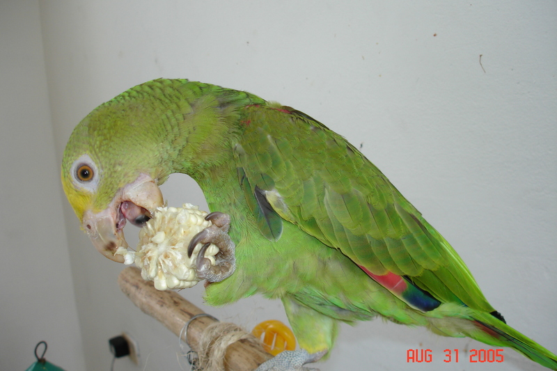 Comiendo uvas 063.jpg