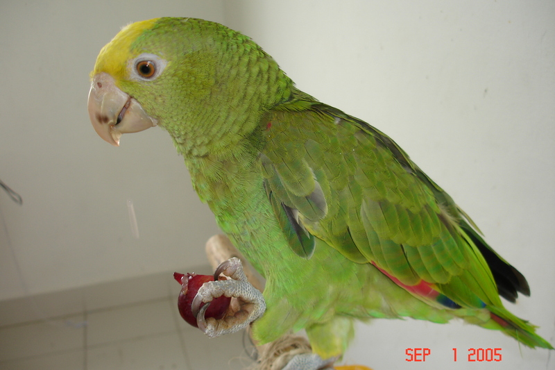 Comiendo uvas 119.jpg