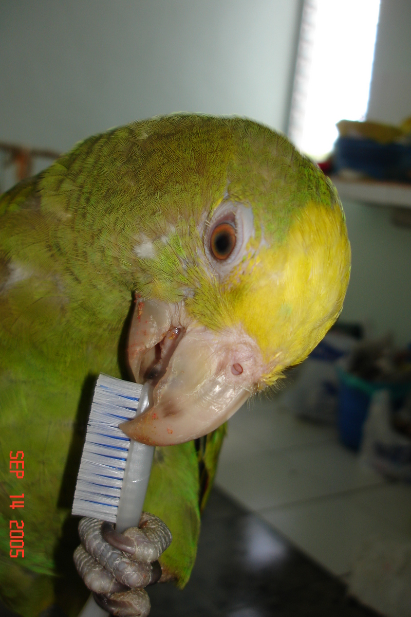 Comiendo uvas 902.jpg