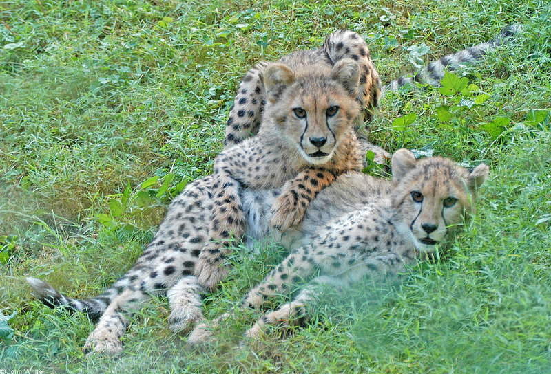 Cheetah Cubs (Acinocyx jubatus)013.jpg
