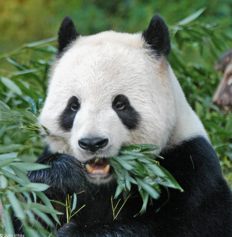 Giant Panda (Ailuropoda melanoleuca)004.jpg