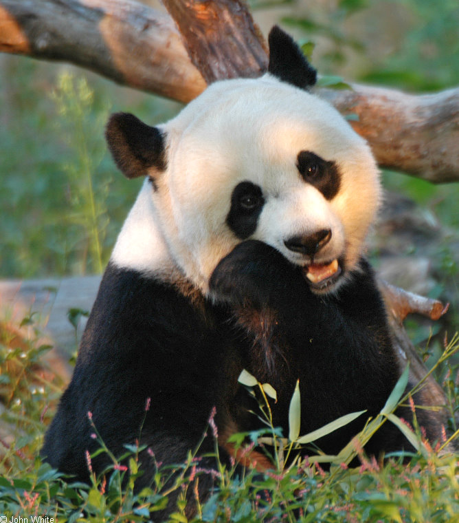 Giant Panda (Ailuropoda melanoleuca)005.jpg