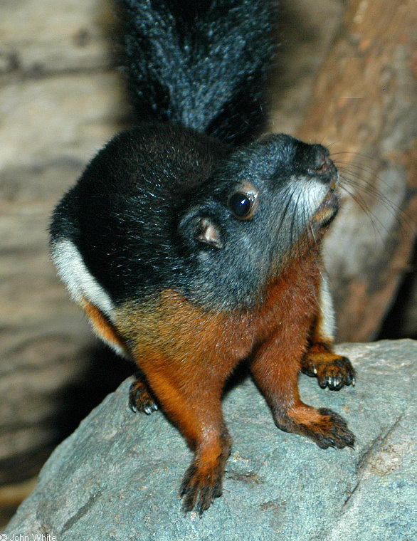 Prevost\'s Squirrel (Callosciurus prevosti)4324.jpg