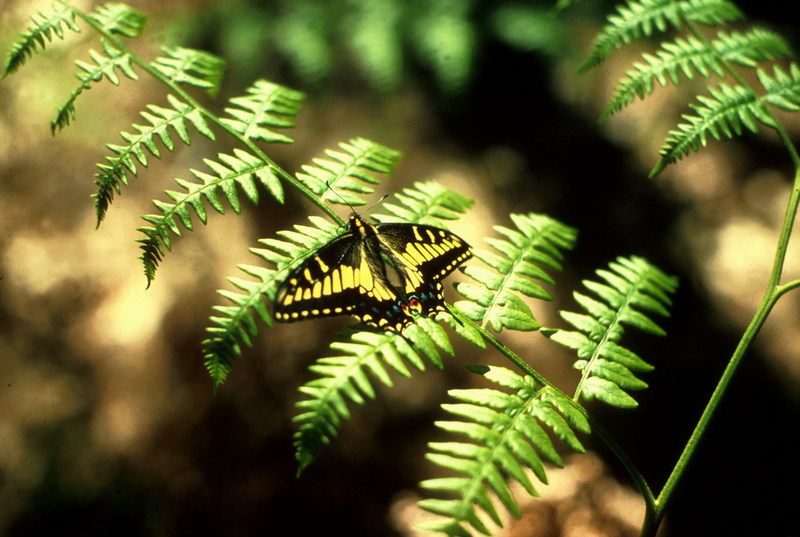 Swallowtail Butterfly.jpg