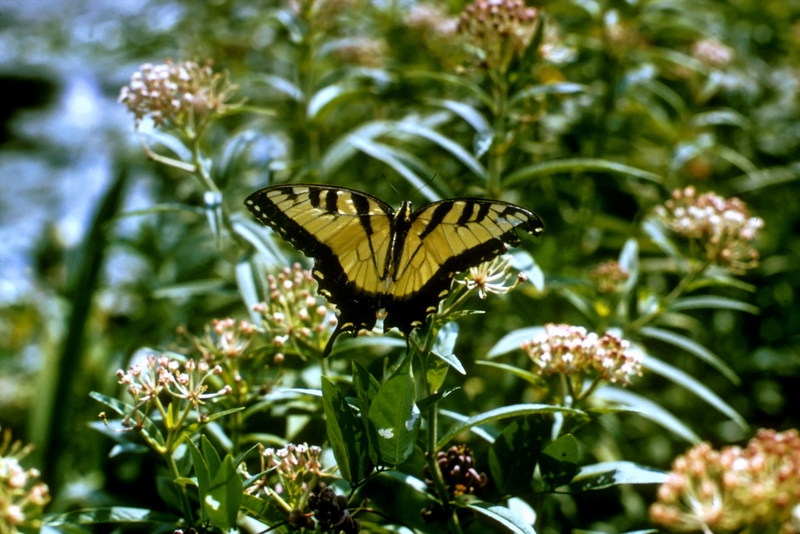 Tiger Swallowtail Butterfly.jpg