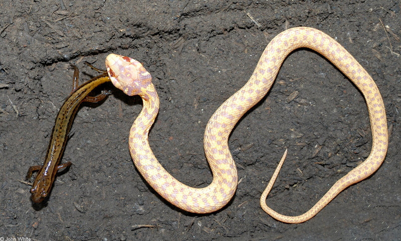 Albino Eastern Garter Snake with Northern Two-lined Salamander011.jpg