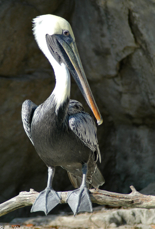 Brown Pelican (Pelecanus occidentalis).jpg