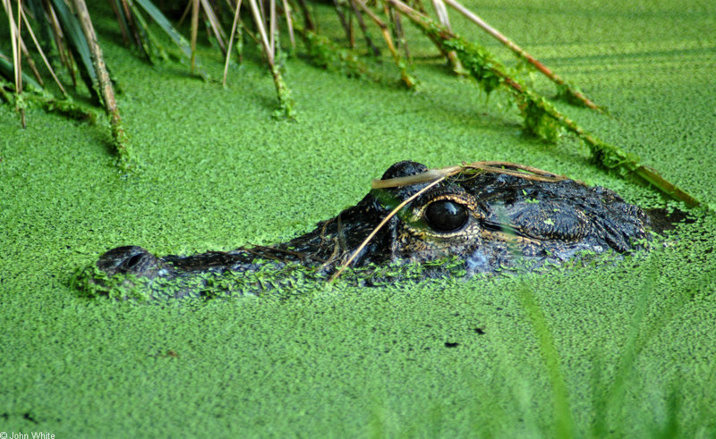 American Alligator (Alligator mississipiensis).jpg
