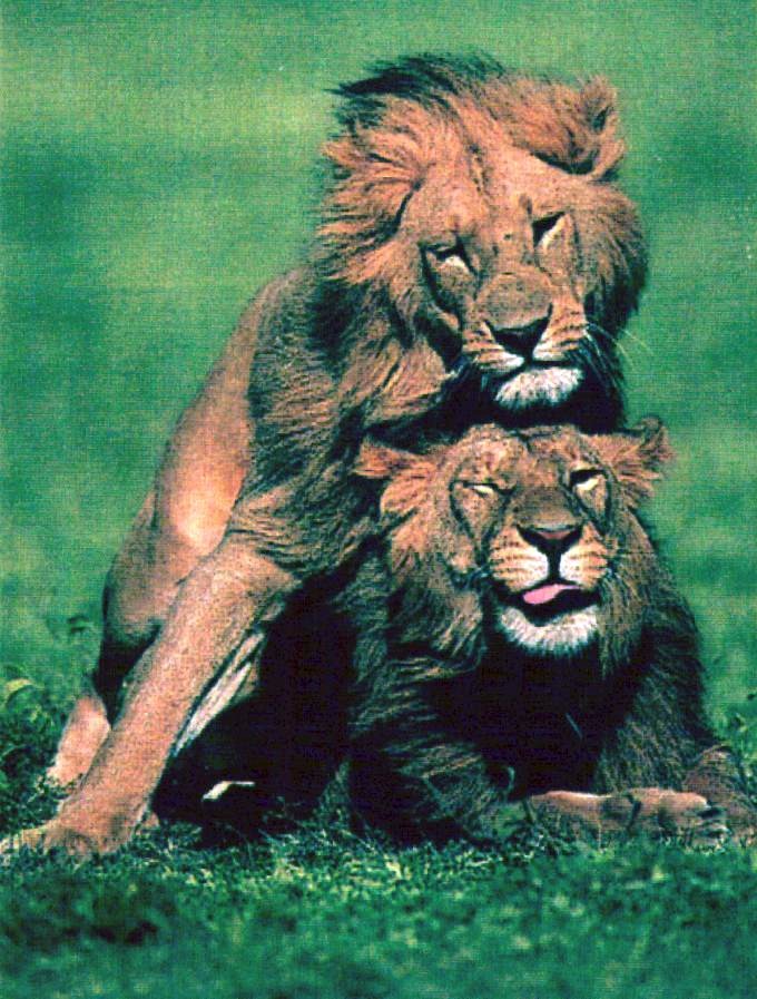 lionmate-males.jpg