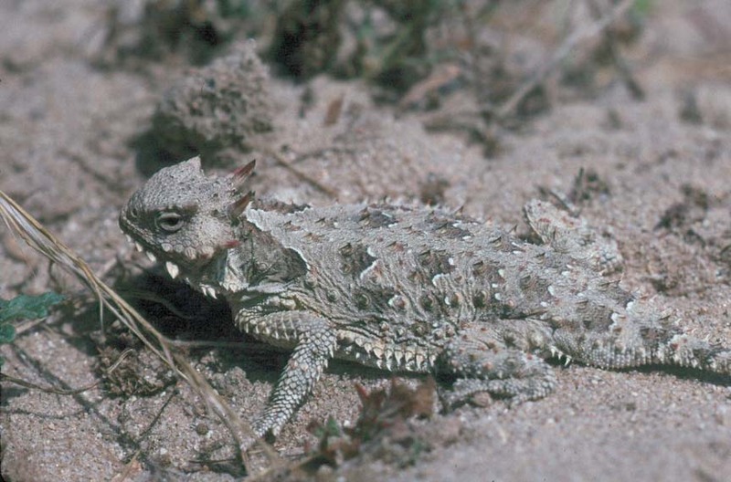 Coast Horned Lizard.jpg