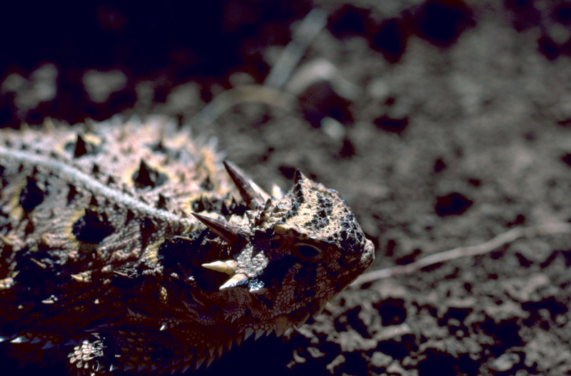 Texas Horned Lizard.jpg